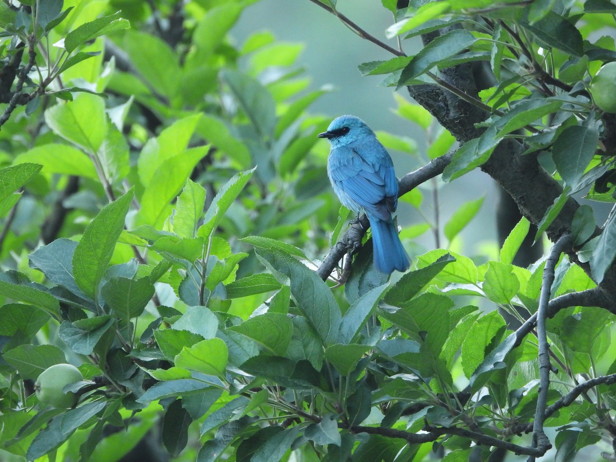 Verditer Flycatcher - ML623659989