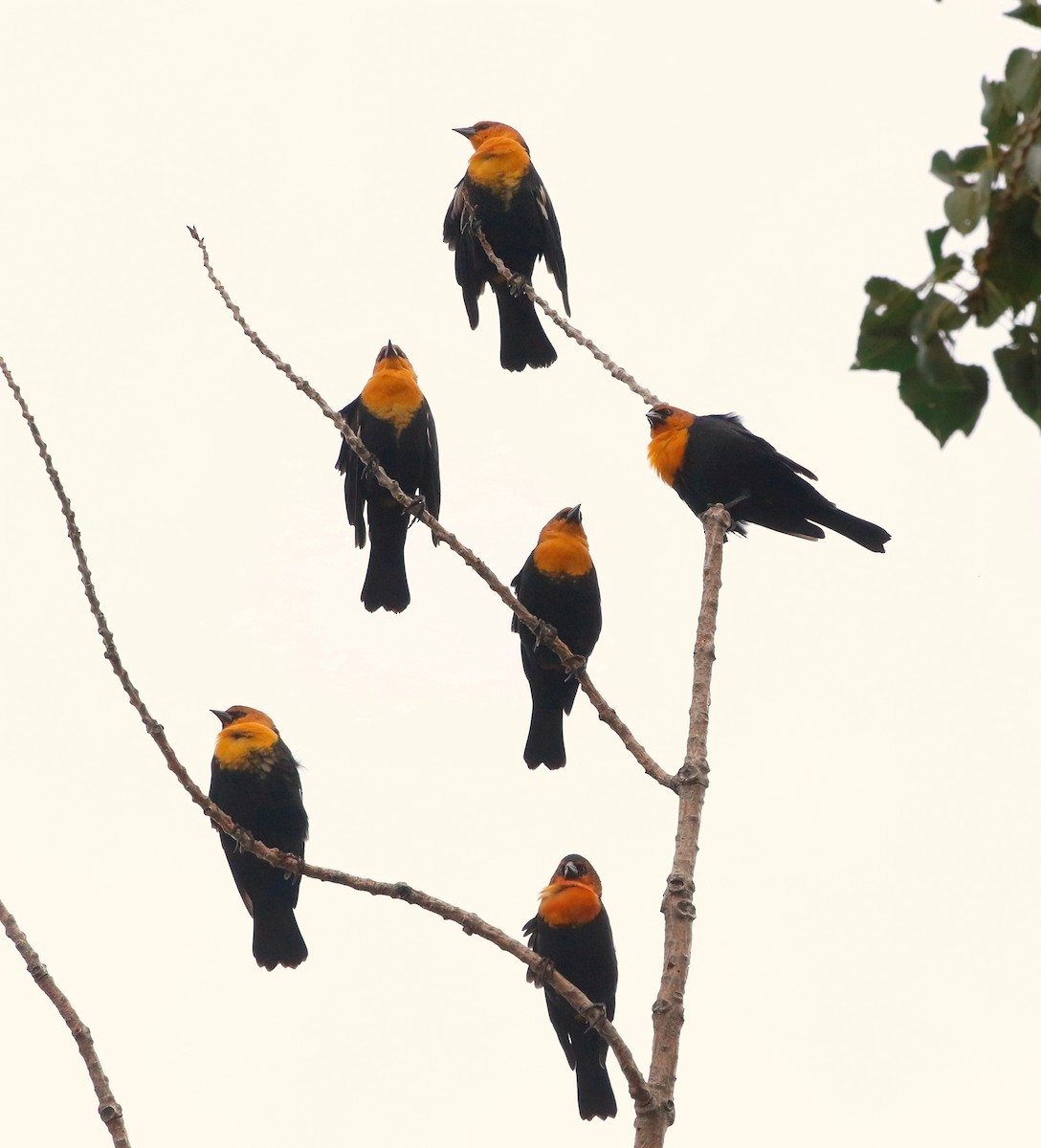 Yellow-headed Blackbird - ML623659991