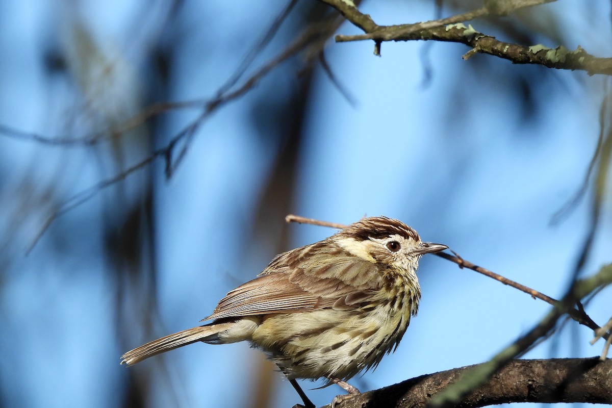 Speckled Warbler - ML623659995