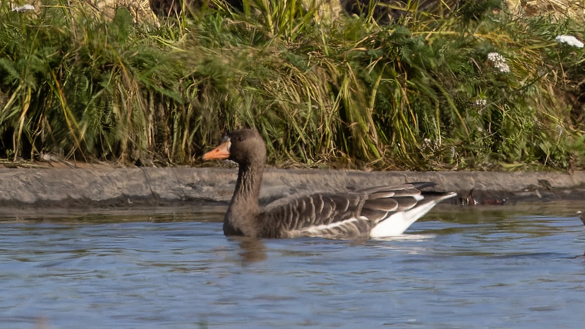 Greater White-fronted Goose - ML623659996