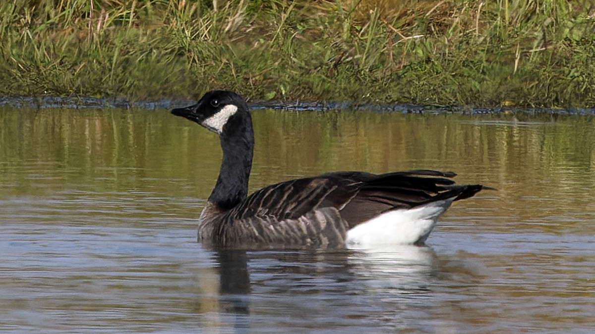 Canada Goose - ML623660011