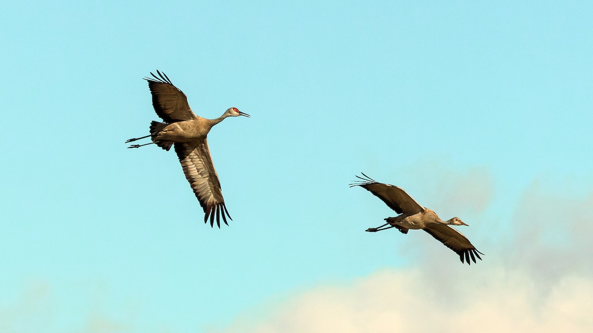 Sandhill Crane - ML623660028