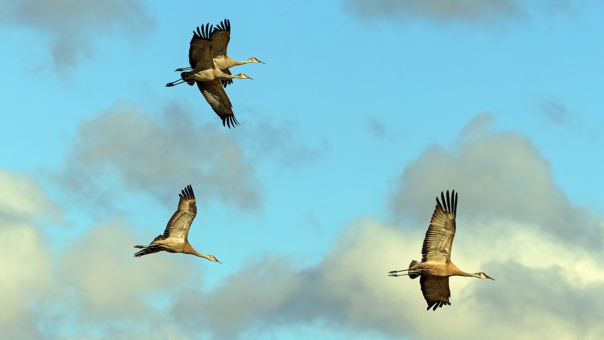 Sandhill Crane - ML623660030