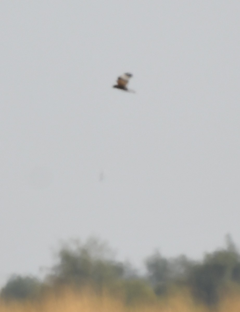 Western Marsh Harrier - ML623660071