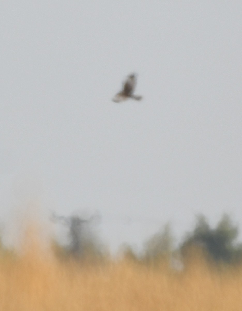 Western Marsh Harrier - ML623660072