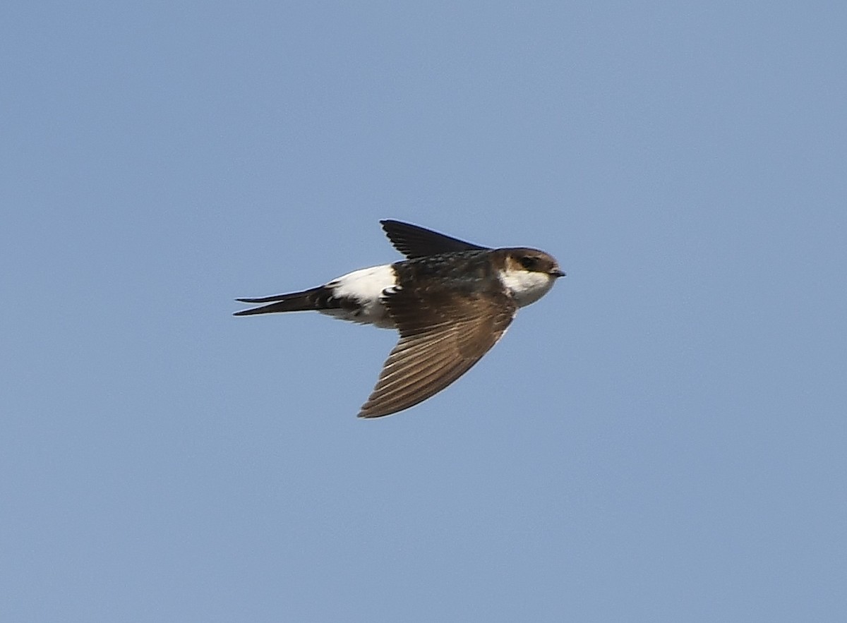 Western House-Martin - ML623660074