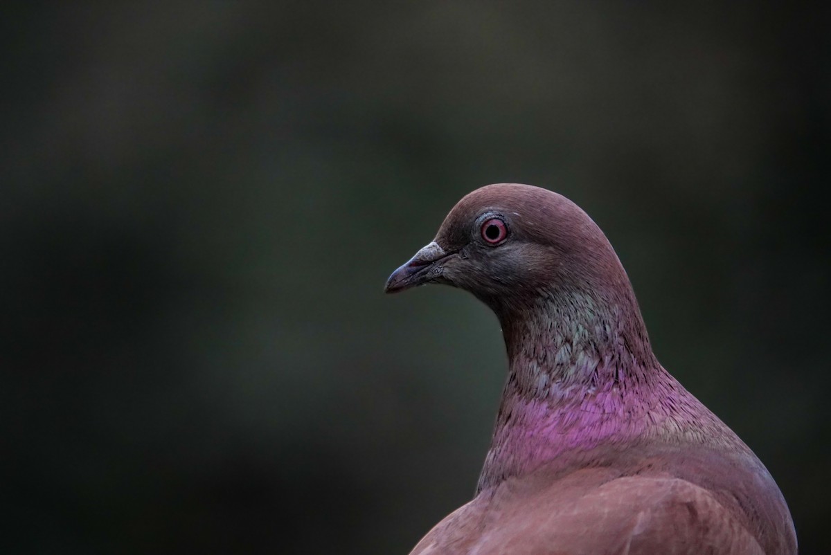 Rock Pigeon (Feral Pigeon) - ML623660085