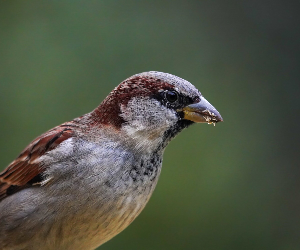 House Sparrow - ML623660088