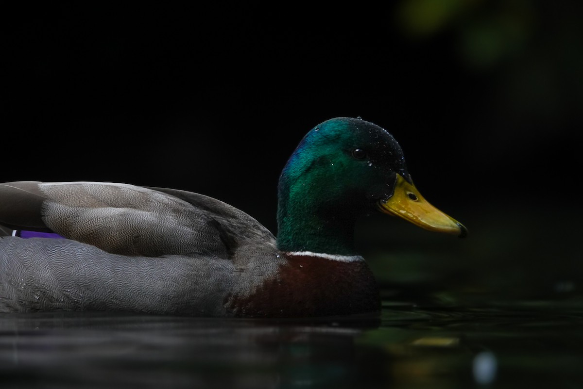 Mallard - ML623660092