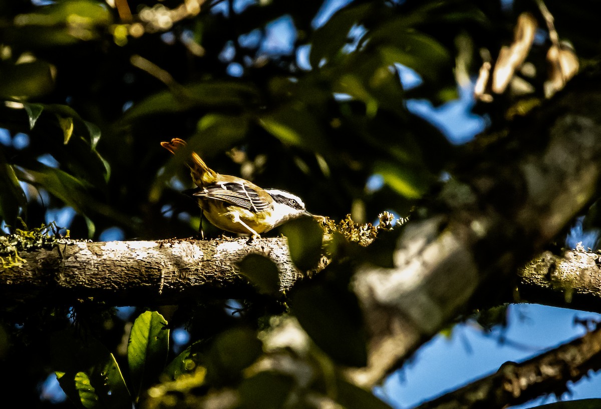 Red-tailed Minla - ML623660106