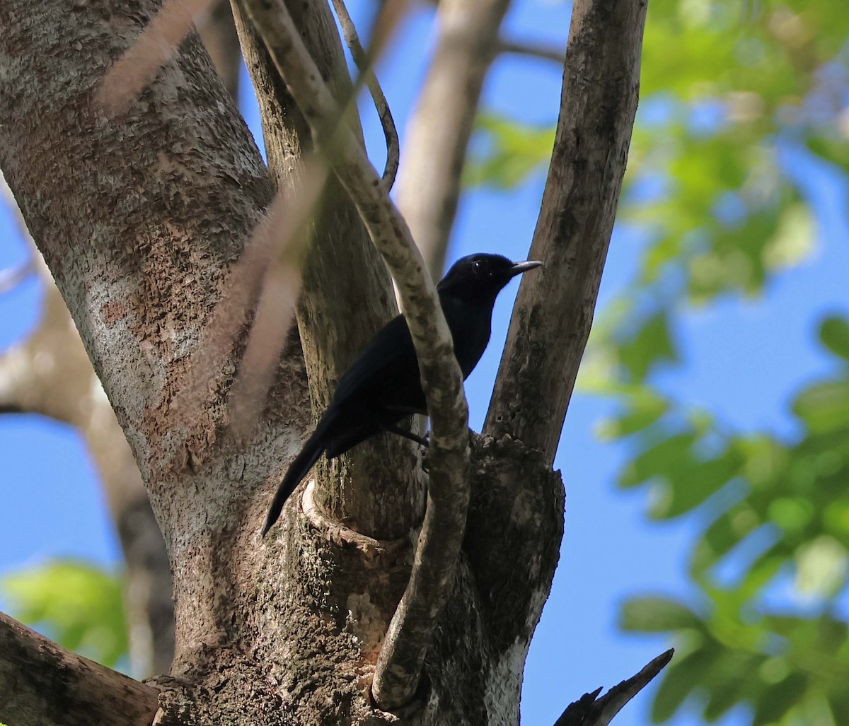 Black Catbird - wr fortner