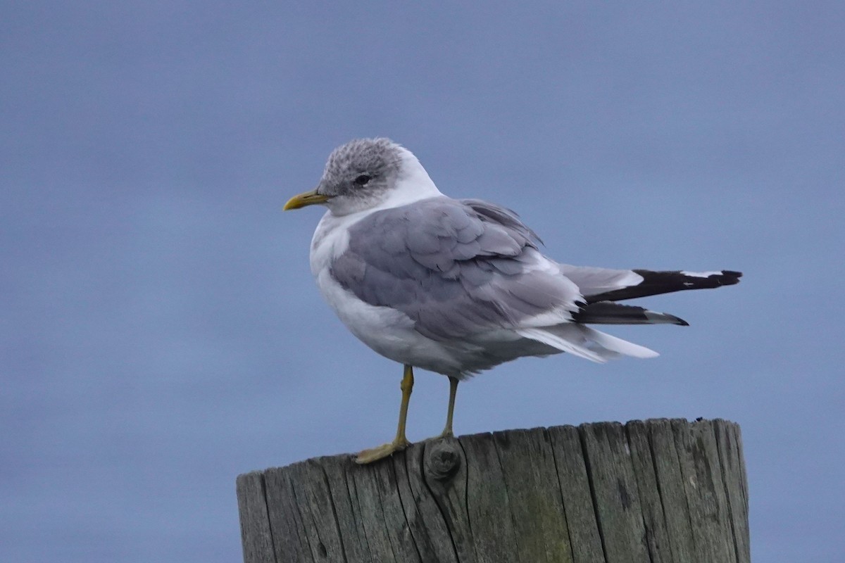 Gaviota de Alaska - ML623660198