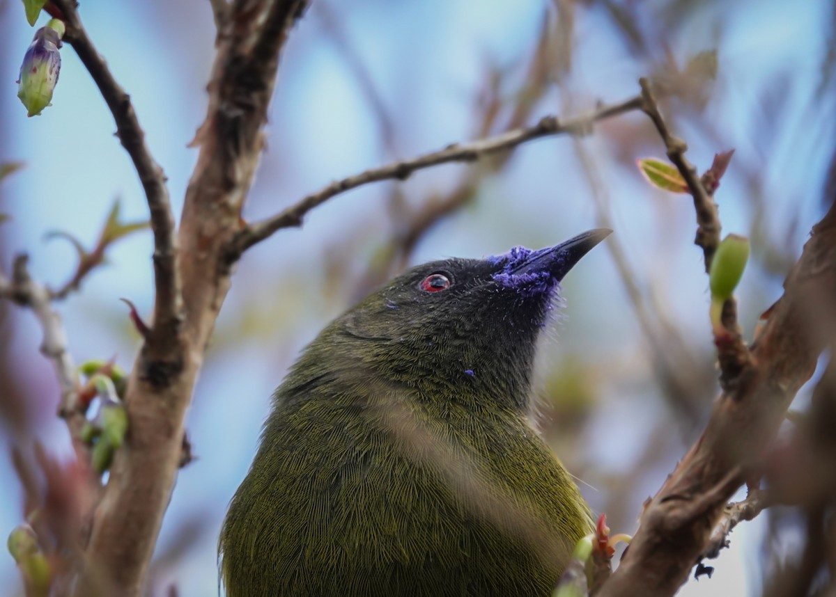 New Zealand Bellbird - ML623660203