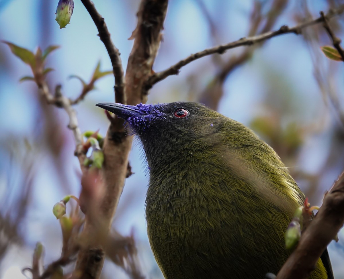 New Zealand Bellbird - ML623660204