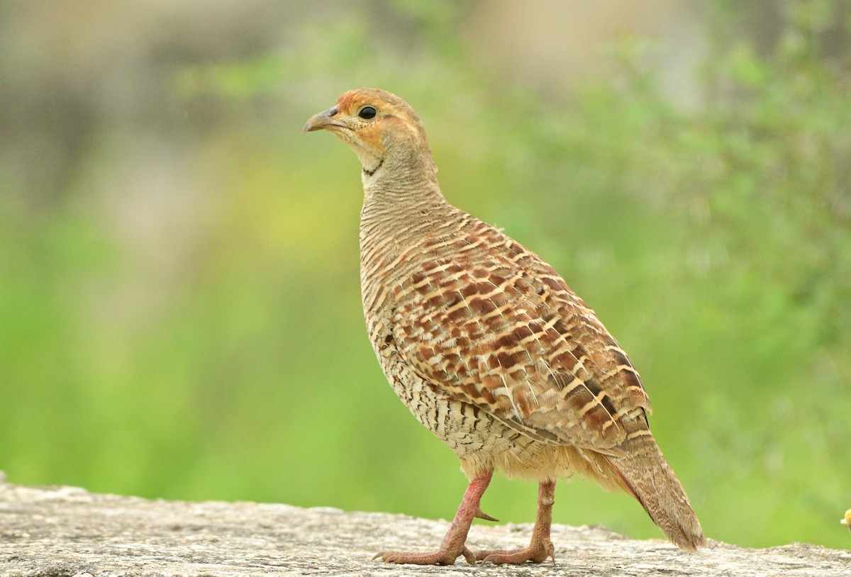 Gray Francolin - ML623660222