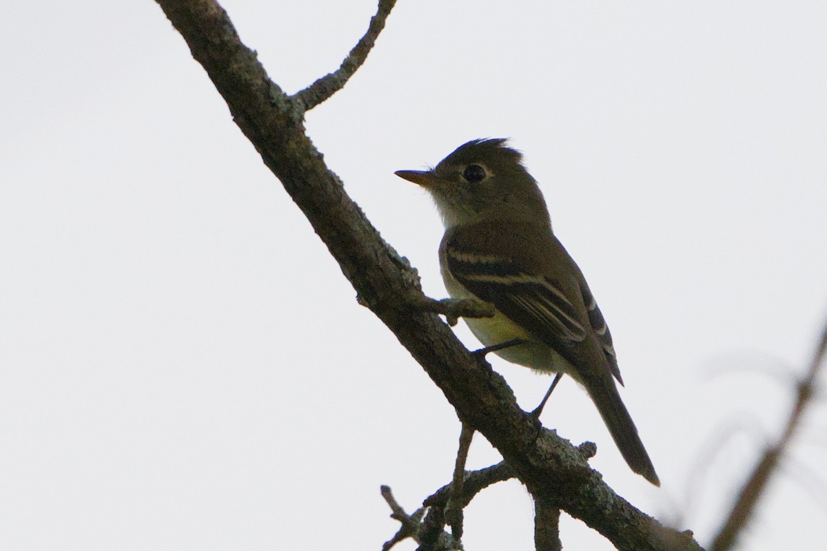 Least Flycatcher - Avery C