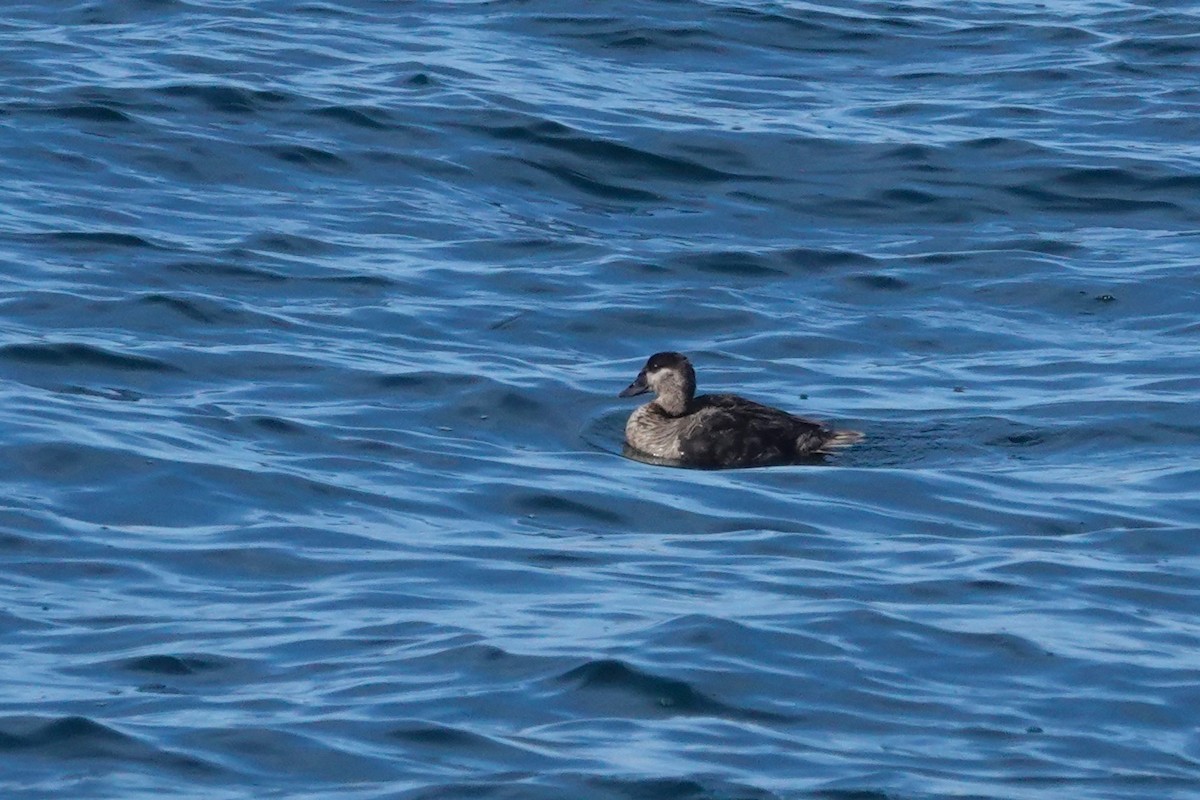 Black Scoter - ML623660241