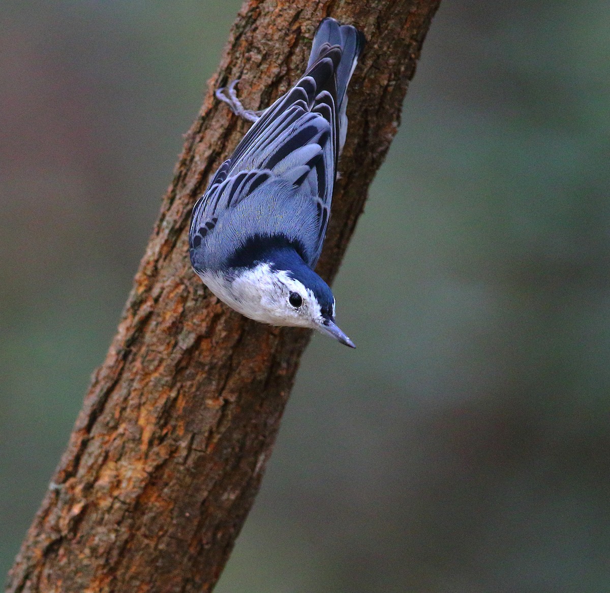 White-breasted Nuthatch - ML623660271