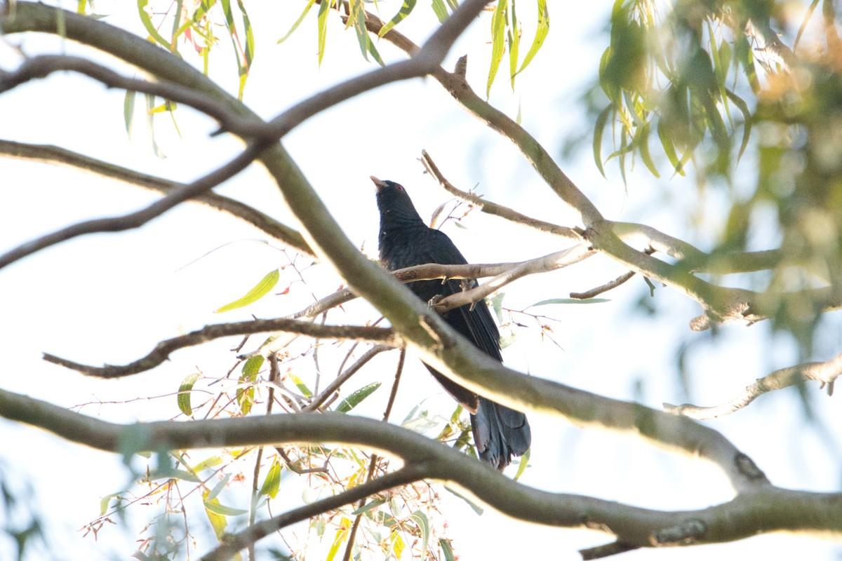 Pazifikkoel (cyanocephalus/subcyanocephalus) - ML623660287