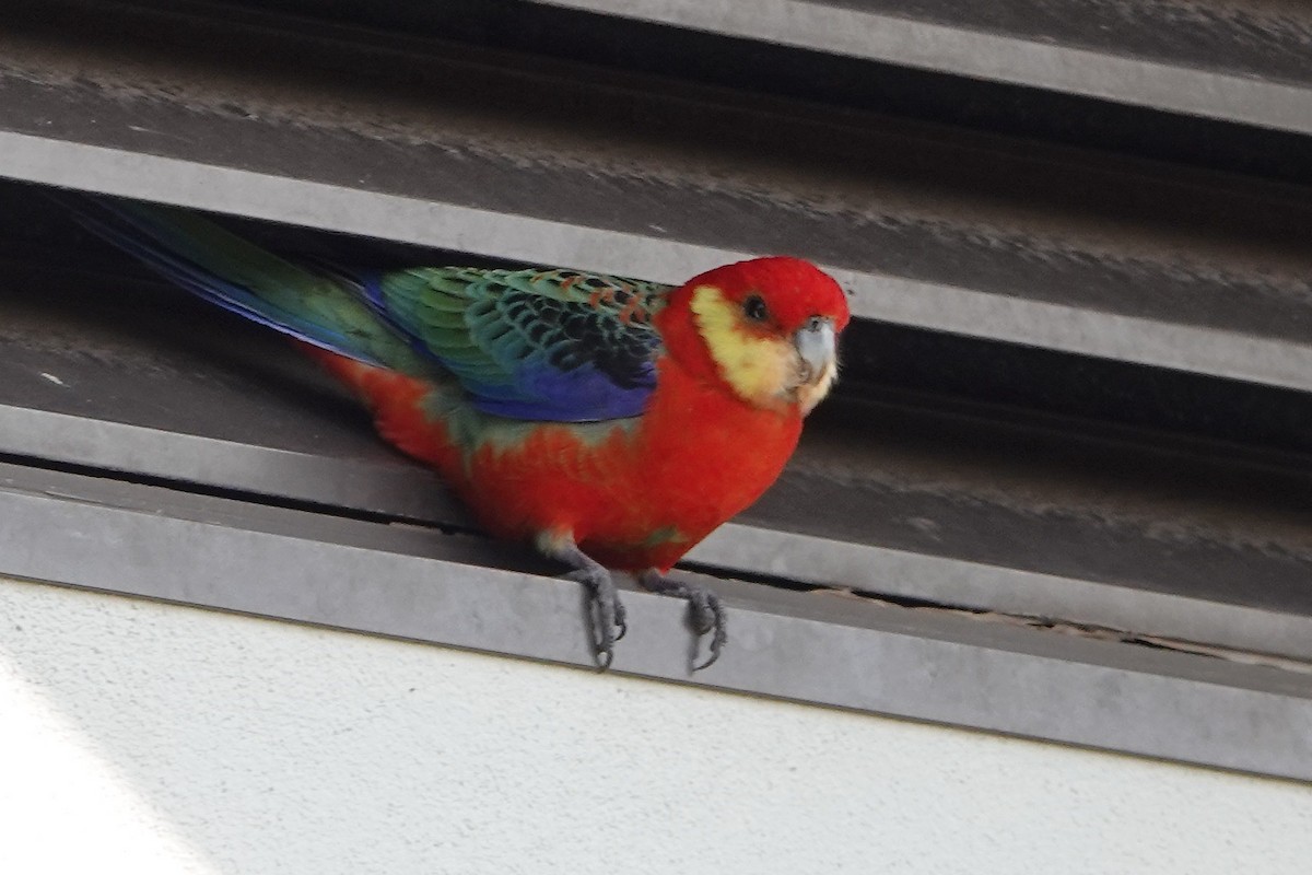 Western Rosella - ML623660323