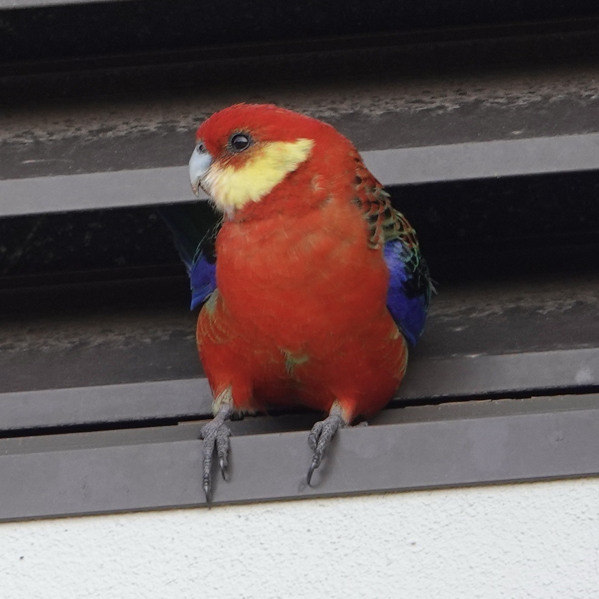 Western Rosella - ML623660324