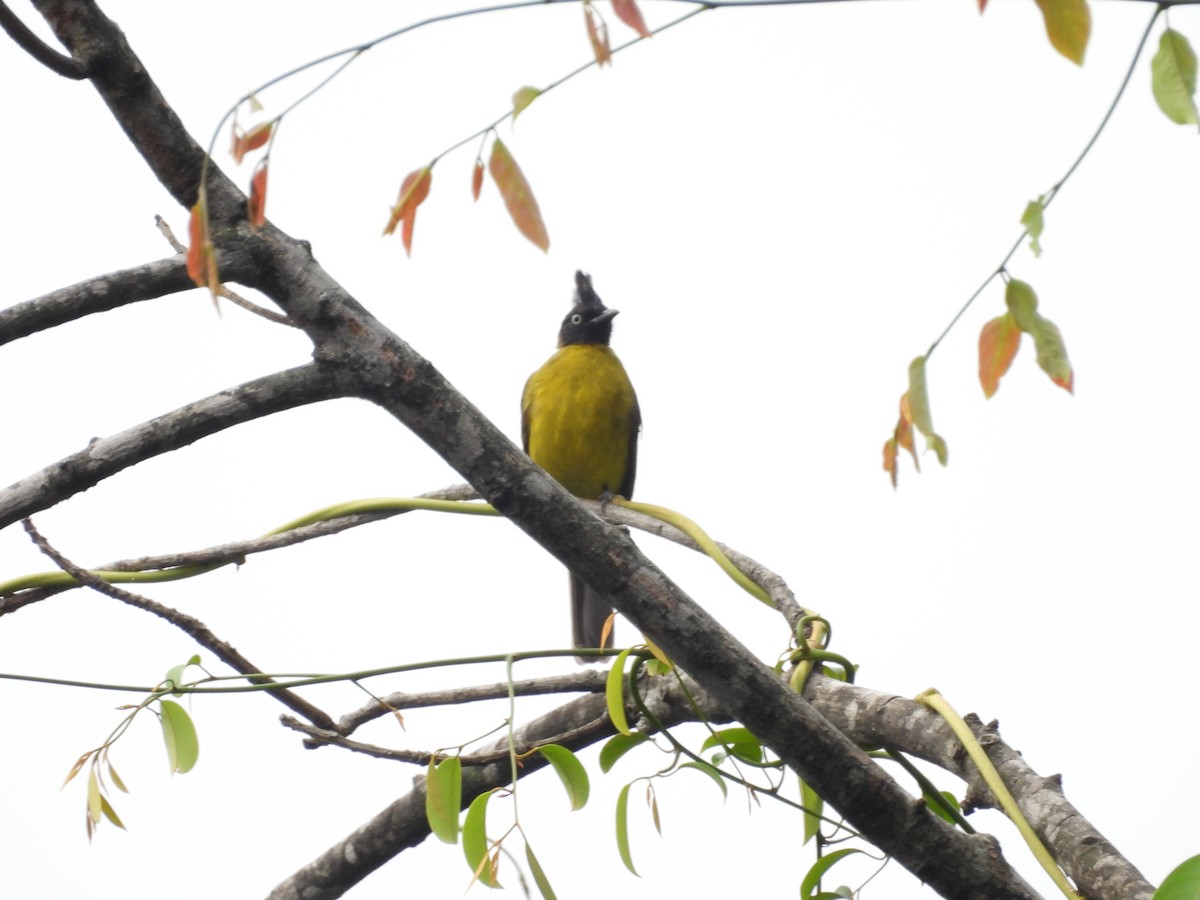 Bulbul à huppe noire - ML623660336