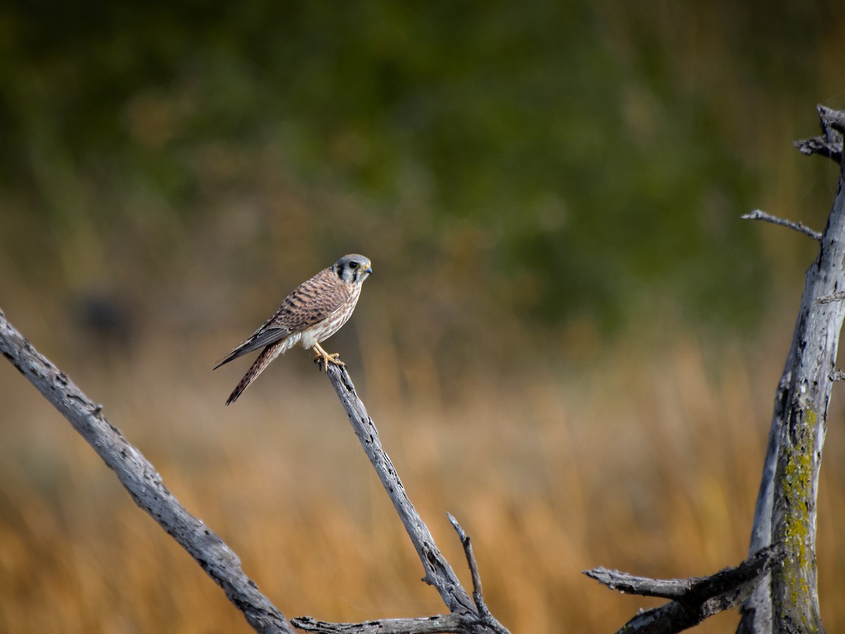 American Kestrel - ML623660401