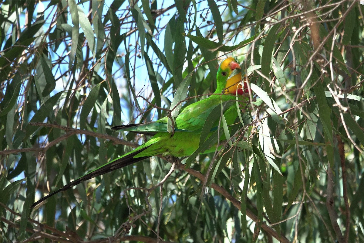 Superb Parrot - ML623660423