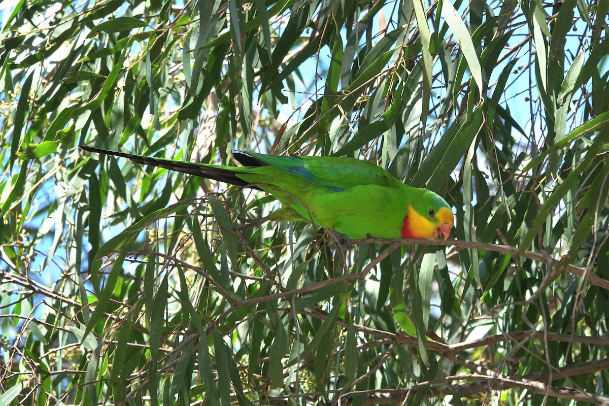 Superb Parrot - ML623660424