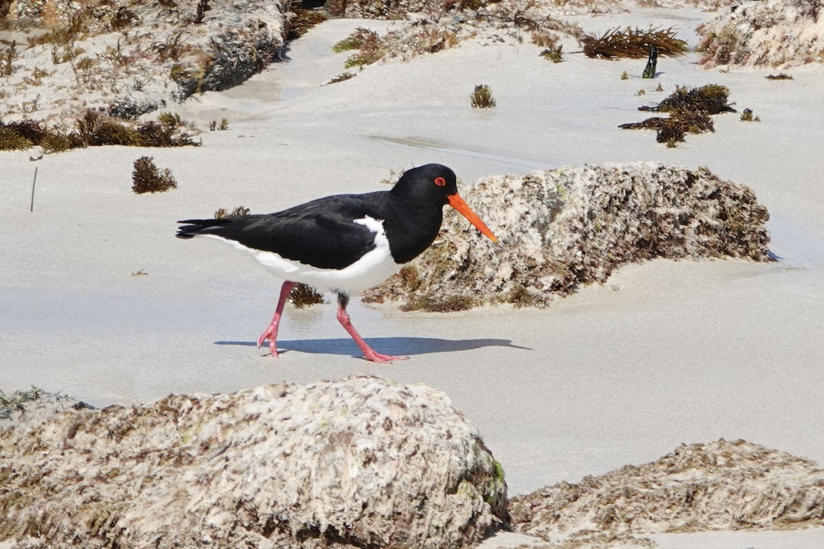 Pied Oystercatcher - John Beckworth