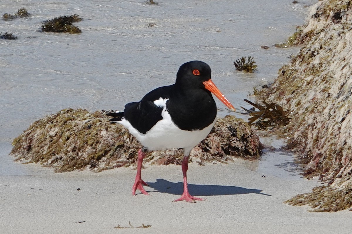 Pied Oystercatcher - ML623660426