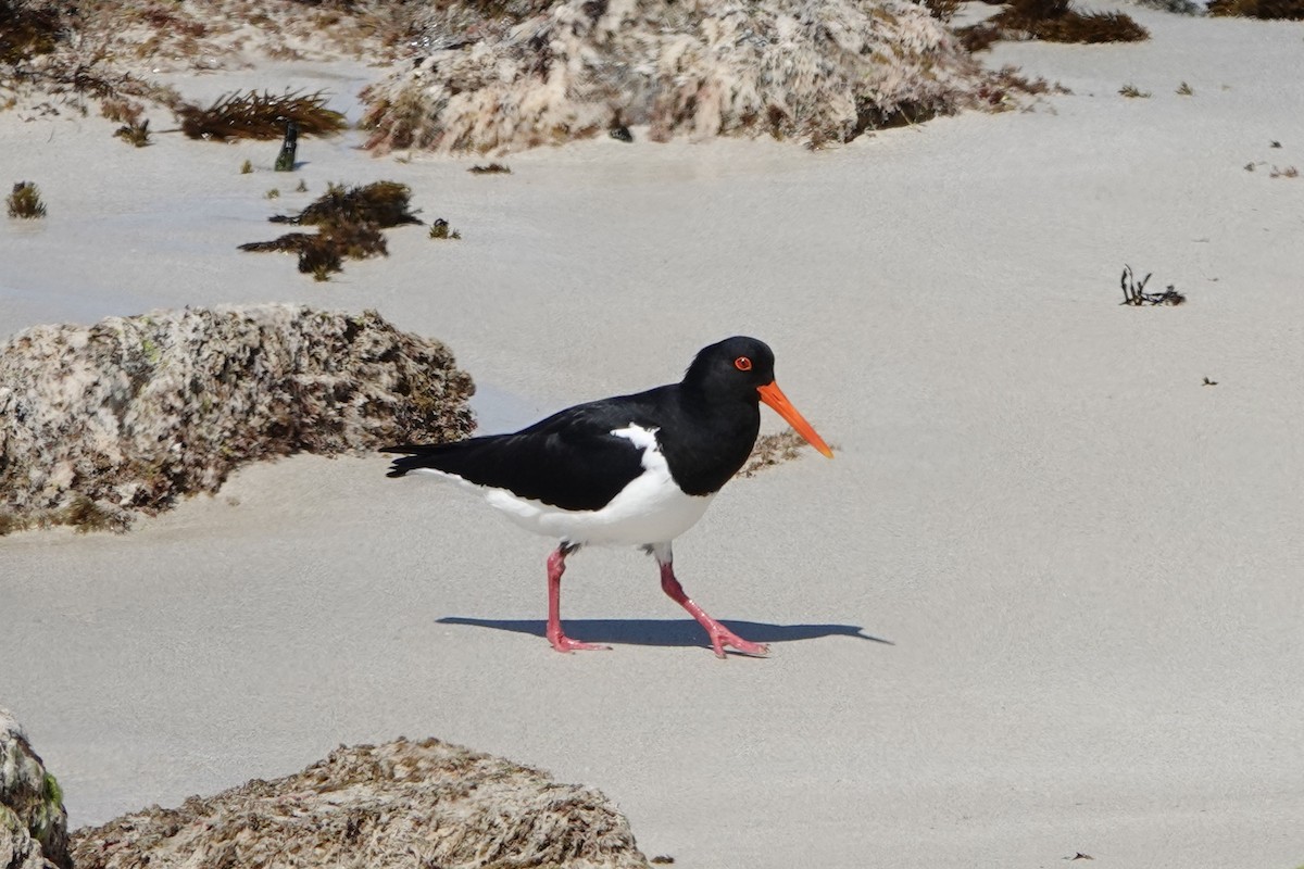 Pied Oystercatcher - John Beckworth