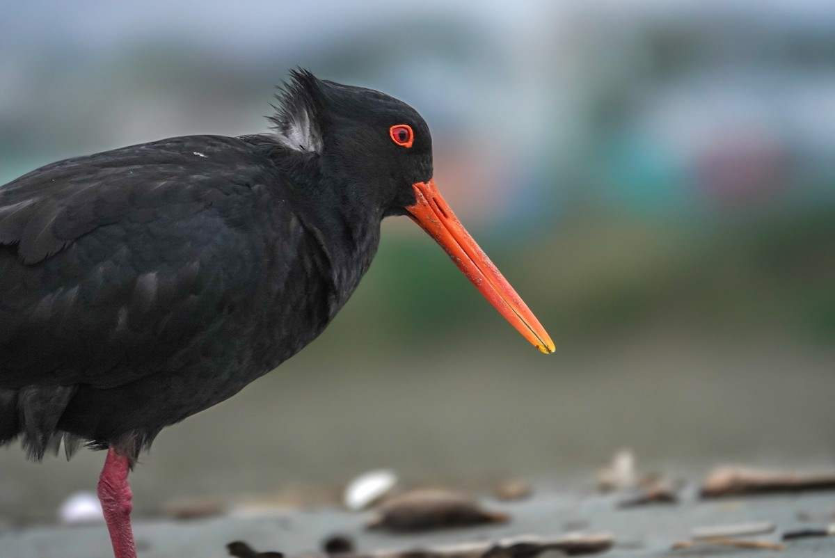 Variable Oystercatcher - ML623660498