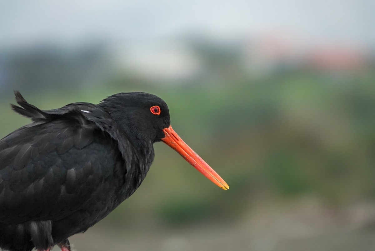 Variable Oystercatcher - ML623660499