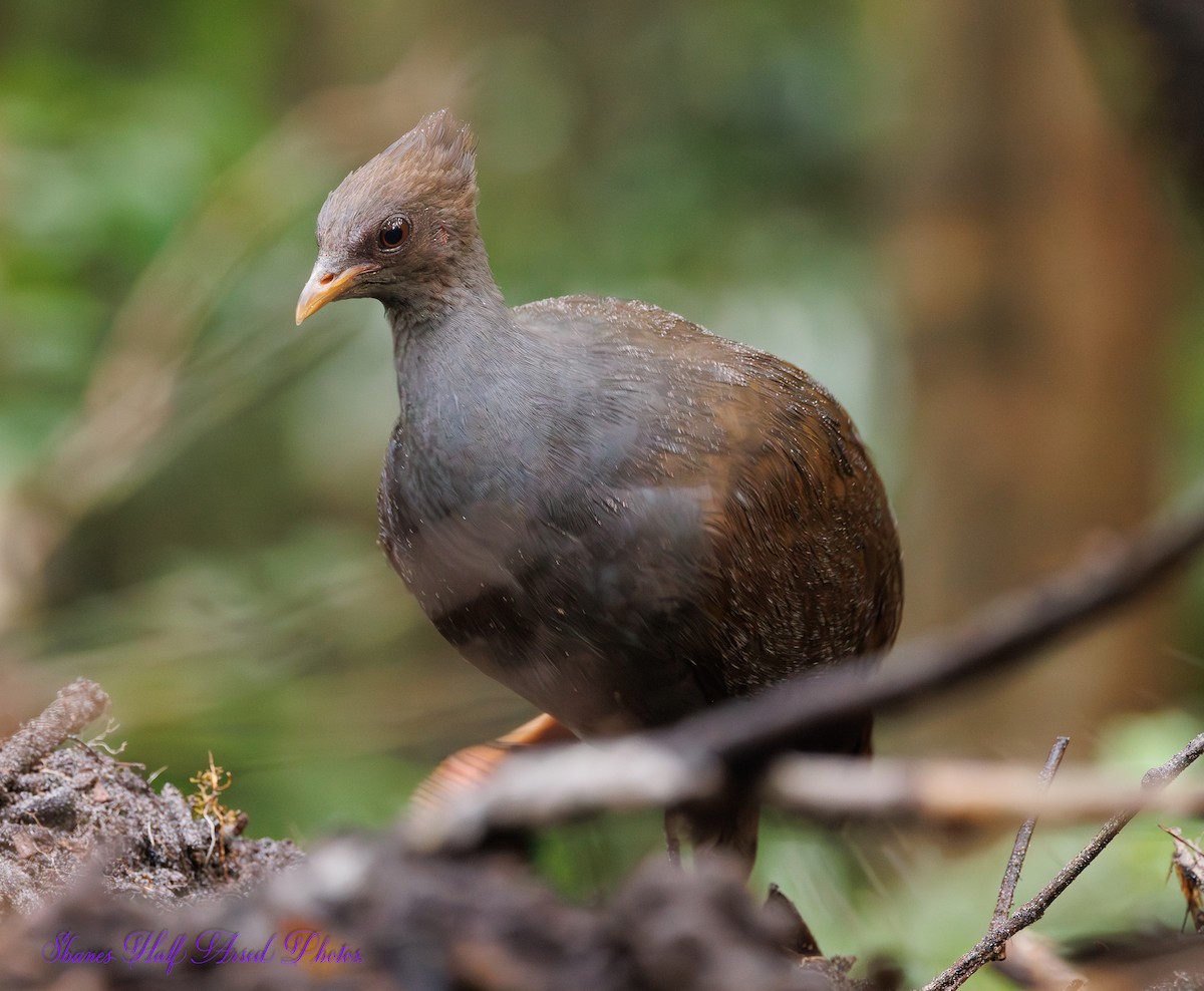 Orange-footed Megapode - ML623660556