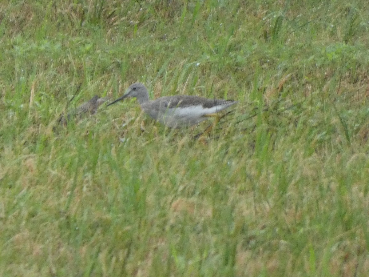 Greater Yellowlegs - ML623660569