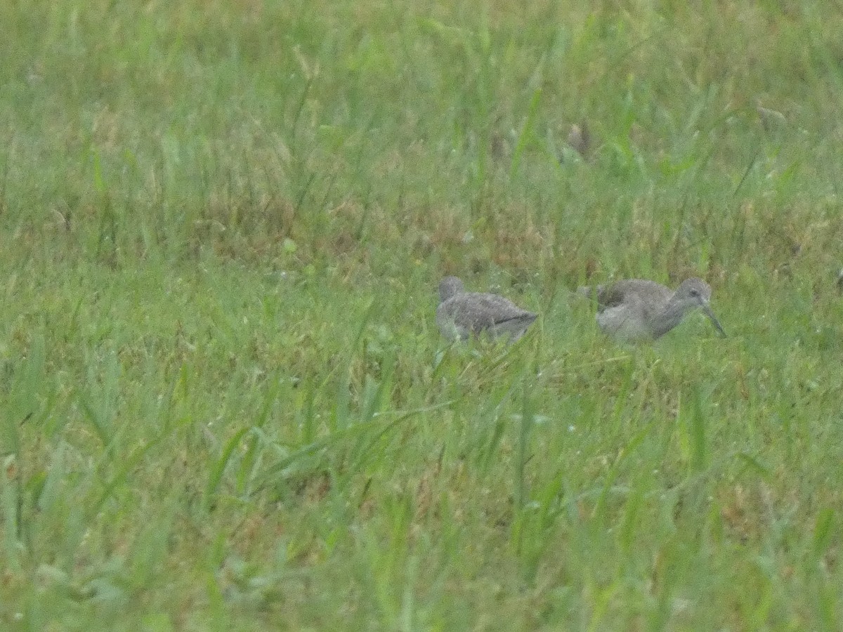 Greater Yellowlegs - ML623660570