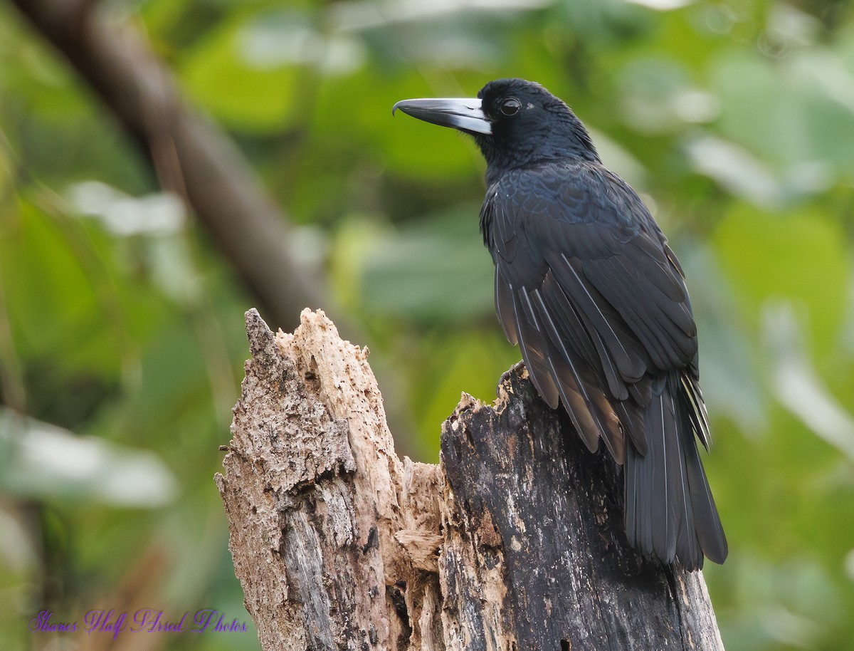 Black Butcherbird - ML623660572