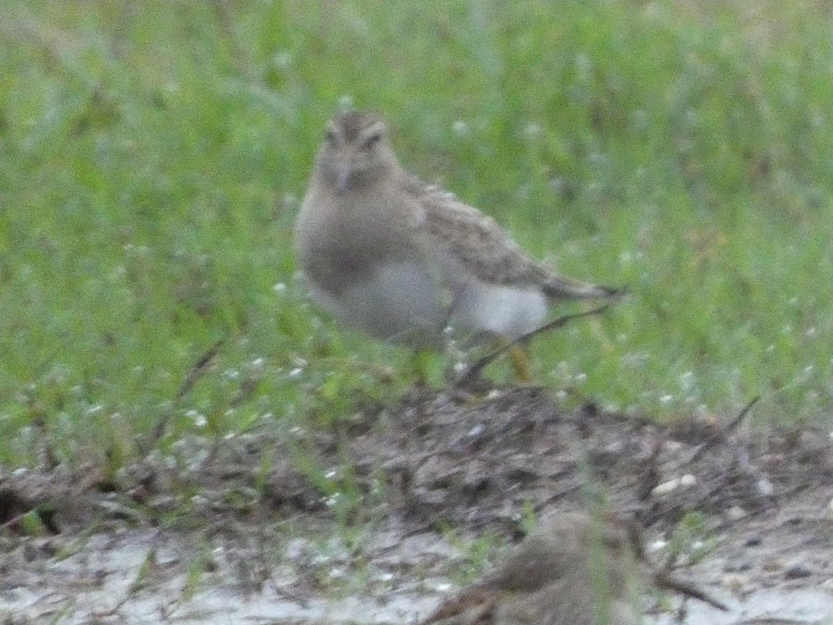 Pectoral Sandpiper - ML623660574