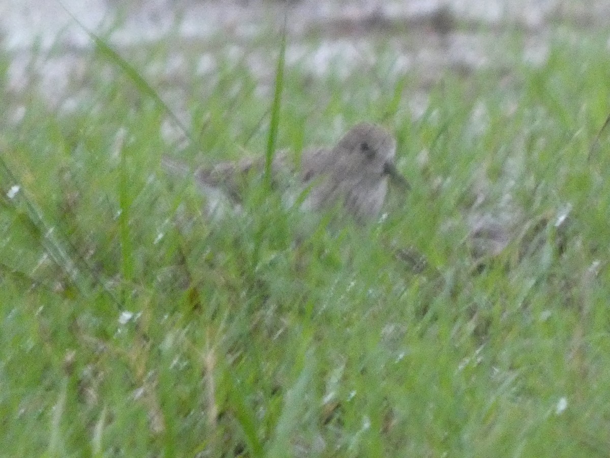 Pectoral Sandpiper - ML623660575