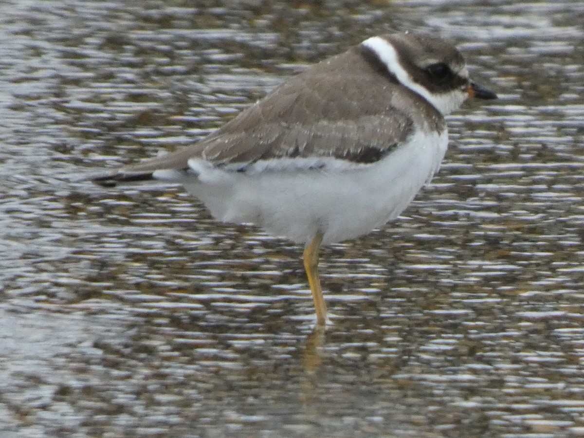 Semipalmated Plover - ML623660579