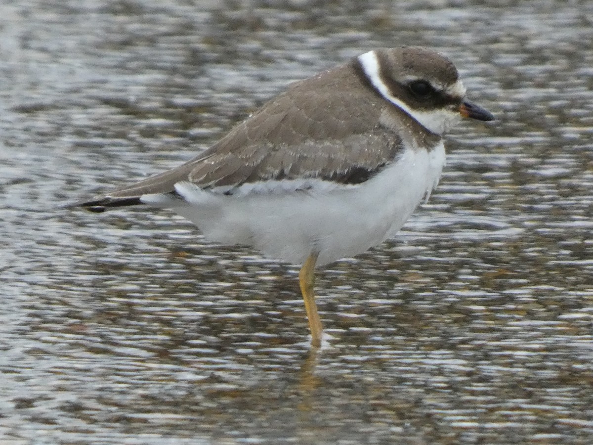 Semipalmated Plover - ML623660580