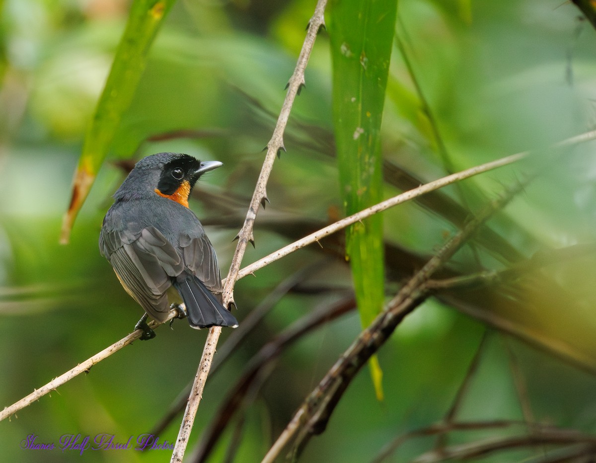 Australian Spectacled Monarch - ML623660582