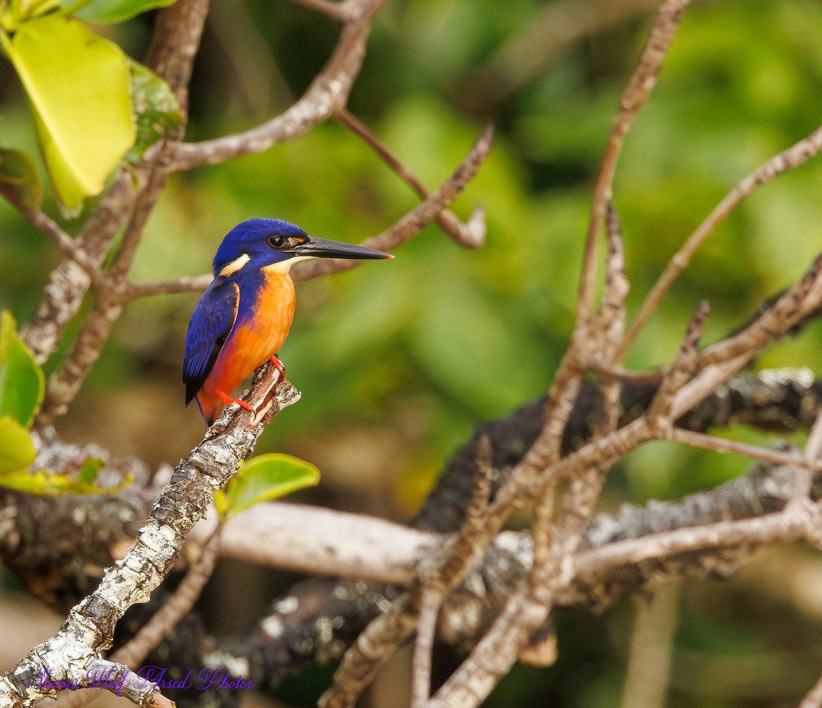 Azure Kingfisher - ML623660591