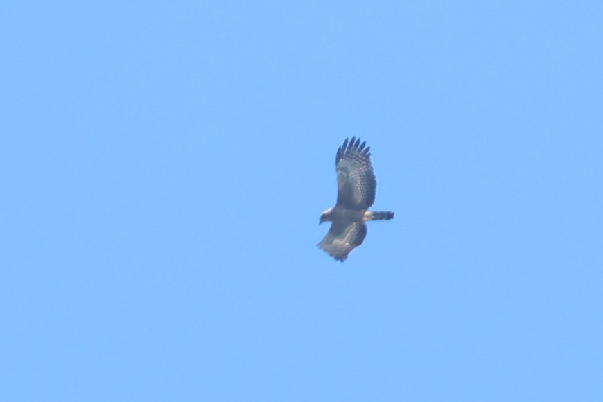 Crested Serpent-Eagle (Crested) - ML623660641