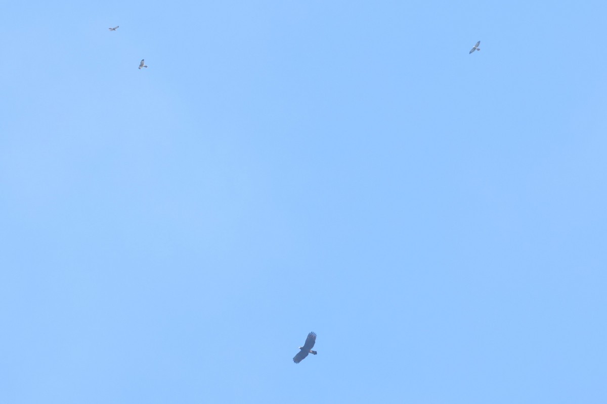 Crested Serpent-Eagle (Crested) - ML623660642