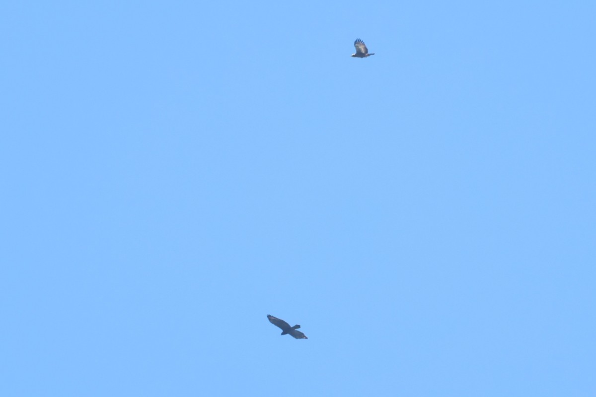 Crested Serpent-Eagle (Crested) - ML623660643