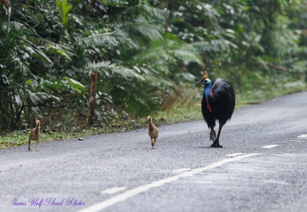 Southern Cassowary - ML623660653