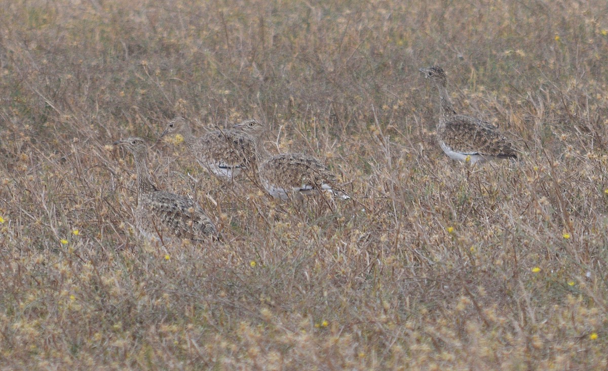 Little Bustard - Diego Santamaria