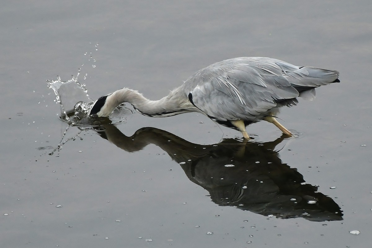 Gray Heron - Rachel Hudson